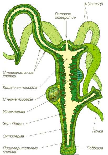 Кракен вход krakens13 at